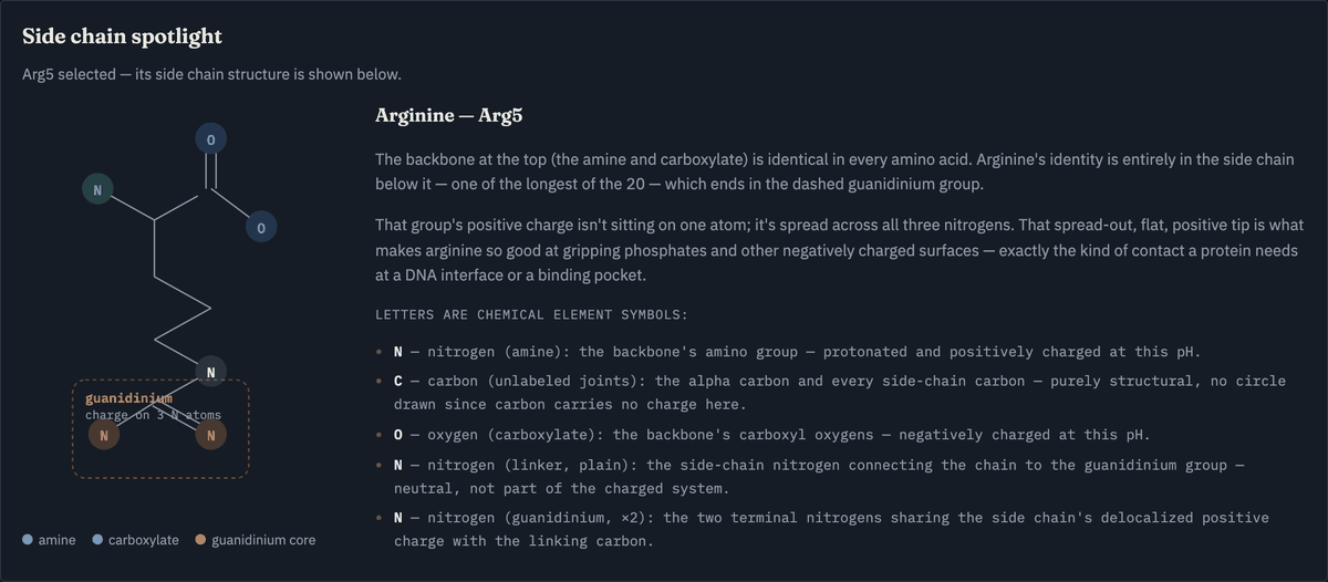 Side Chain Spotlight Skeletal Diagram